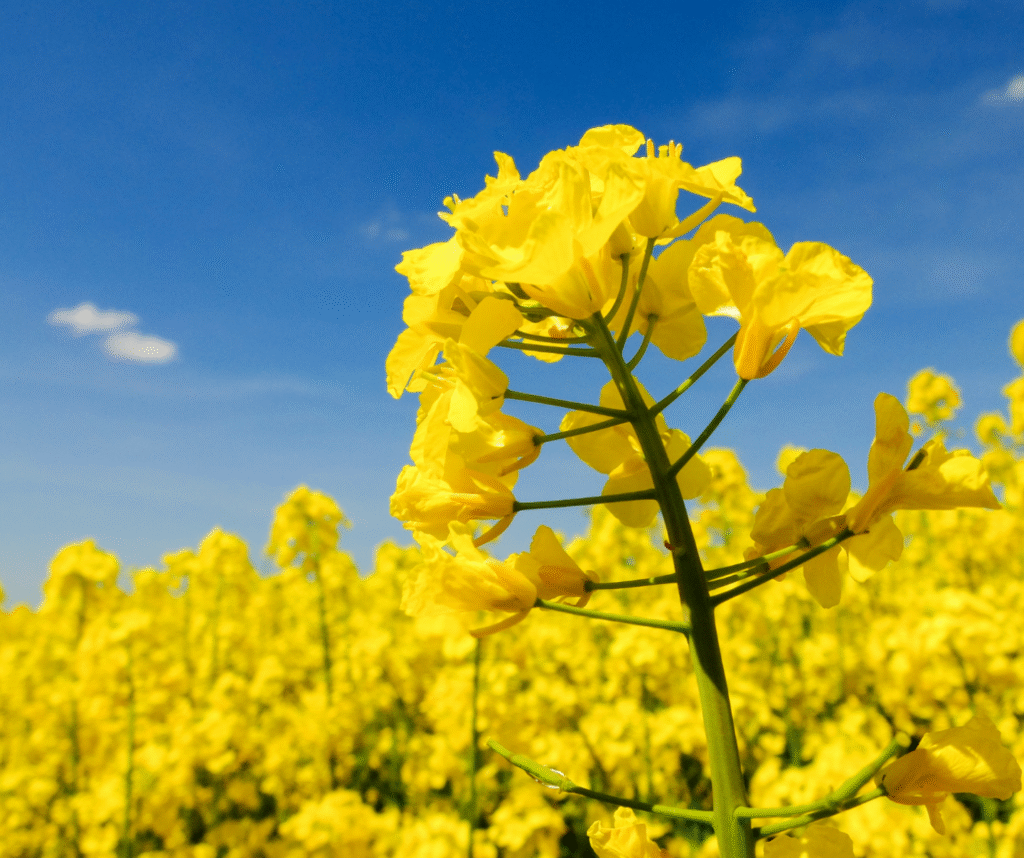 Canola